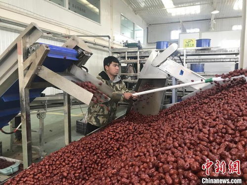 新疆兵團 紅棗加工忙 產品銷往全國各地